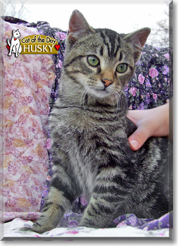 Husky, the Cat of the Day
