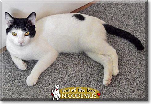 Nicodemus, the Cat of the Day