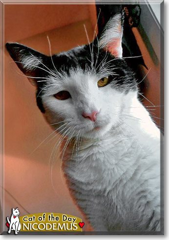 Nicodemus, the Cat of the Day