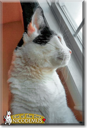 Nicodemus, the Cat of the Day