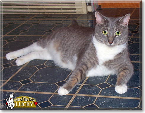 Lucky, the Cat of the Day
