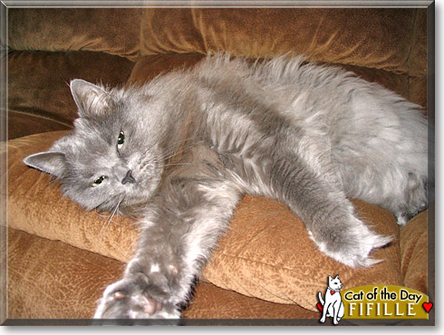 Fifille, the Cat of the Day