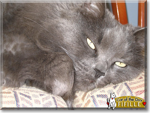 Fifille, the Cat of the Day