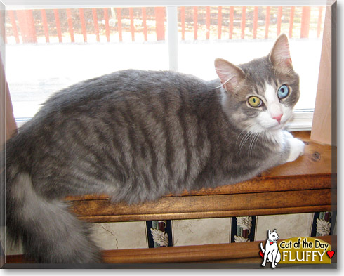 Fluffy, the Cat of the Day