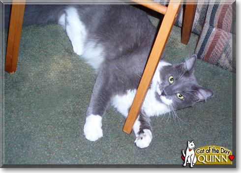 Quinn, the Cat of the Day