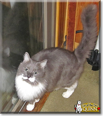 Quinn, the Cat of the Day