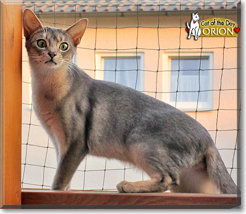 Orion, the Cat of the Day