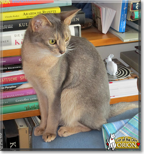 Orion, the Cat of the Day