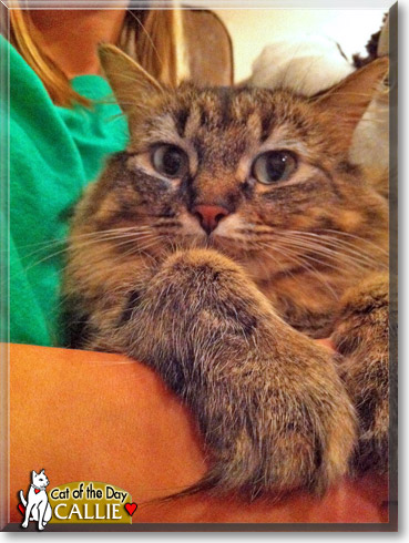 Callie, the Cat of the Day