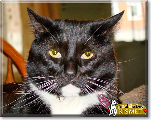 Kismet, the Cat of the Day
