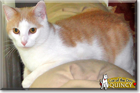 Quincy, the Cat of the Day
