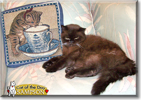 Sampson, the Cat of the Day