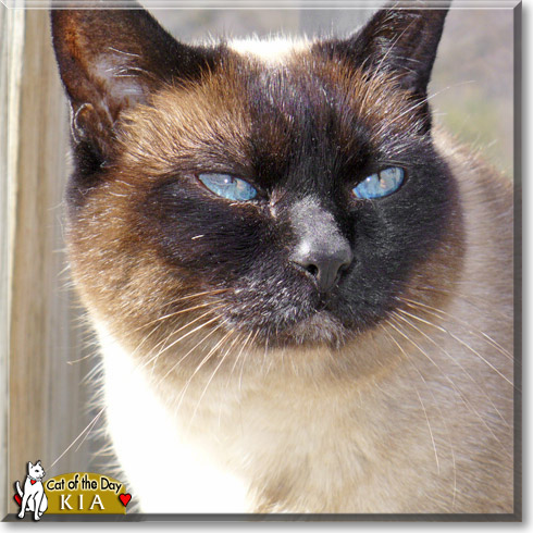 Kia, the Cat of the Day
