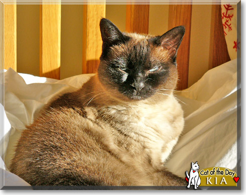 Kia, the Cat of the Day
