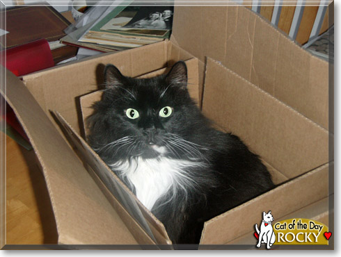 Rocky, the Cat of the Day