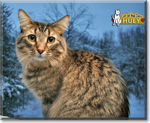 Huey, the Cat of the Day