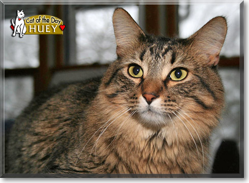 Huey, the Cat of the Day Huey, the Cat of the Day