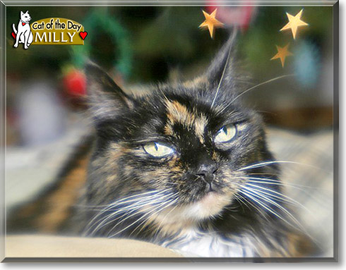 Milly, the Cat of the Day