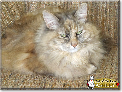 Ashley, the Cat of the Day