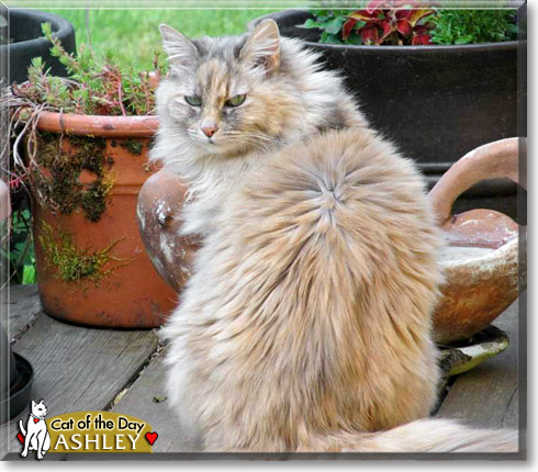 Ashley, the Cat of the Day