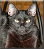 Merlin