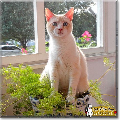 Goose, the Cat of the Day