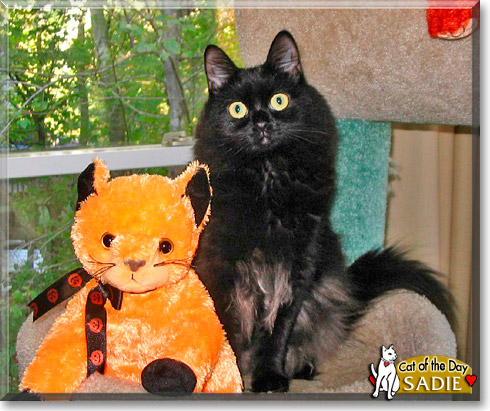 Sadie, the Cat of the Day