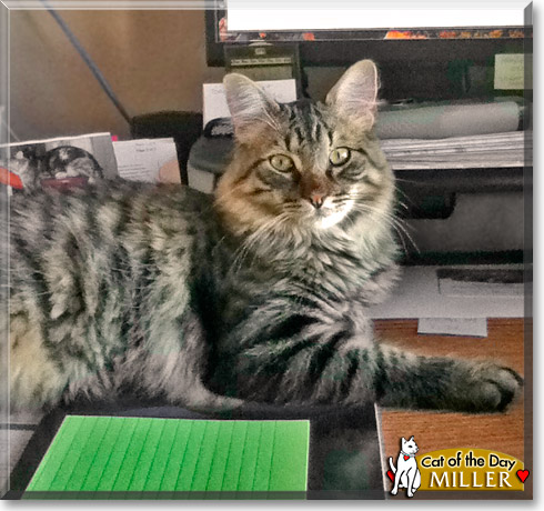 Miller, the Cat of the Day