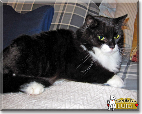 Luigi, the Cat of the Day