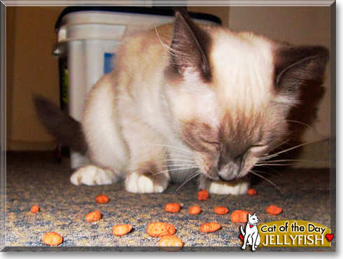 Jellyfish, the Cat of the Day