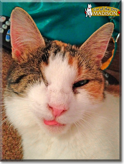 Madison, the Cat of the Day