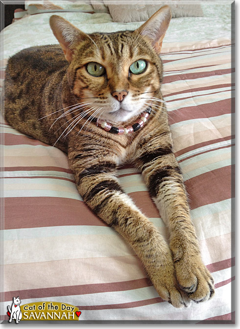 Savannah Mae, the Cat of the Day