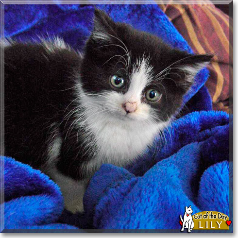 Lily, the Cat of the Day