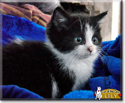 Lily, the Cat of the Day Lily, the Cat of the Day