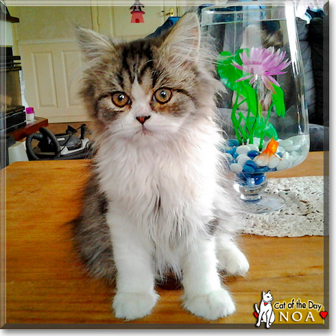 Noa, the Cat of the Day