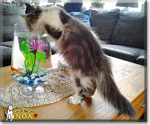Noa, the Cat of the Day