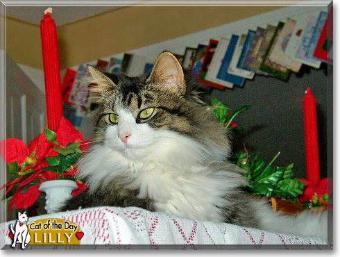 Lilly, the Cat of the Day