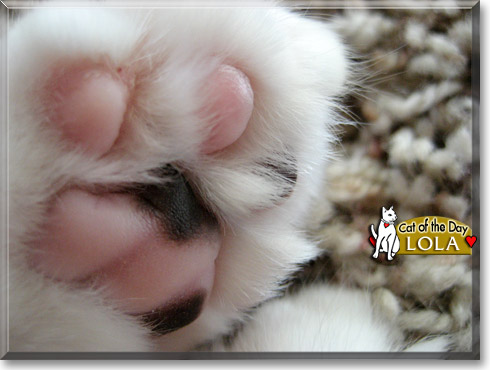 Lola, the Cat of the Day