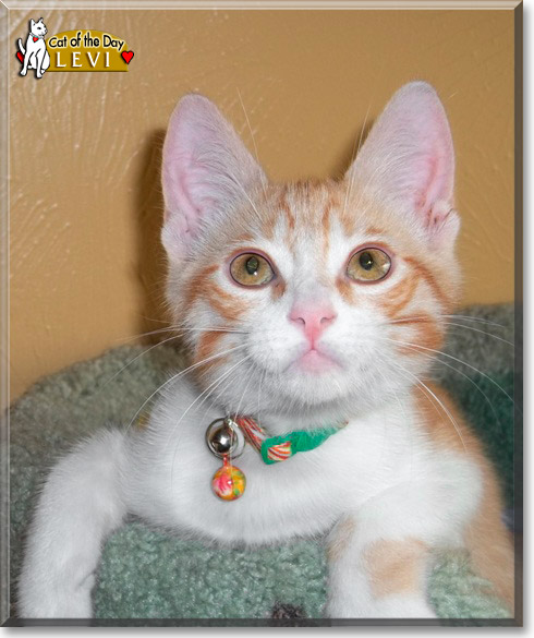 Levi, the Cat of the Day