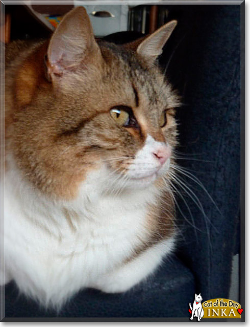 Inka, the Cat of the Day