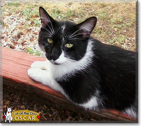 Oscar, the Cat of the Day