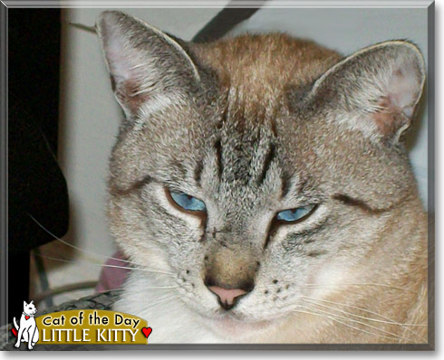 Little Kitty, the Cat of the Day