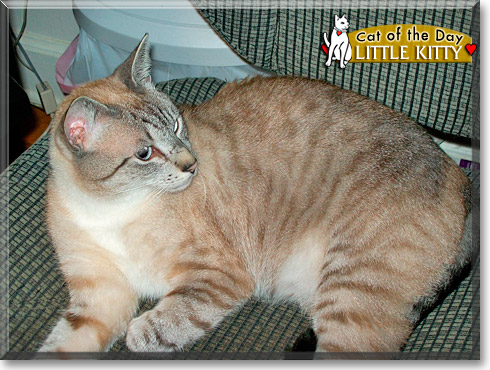 Little Kitty, the Cat of the Day