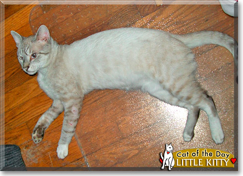 Little Kitty, the Cat of the Day