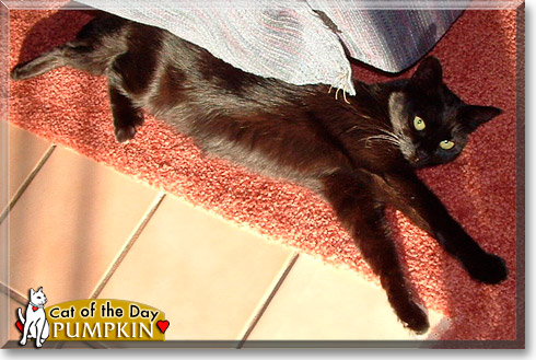 Pumpkin, the Cat of the Day