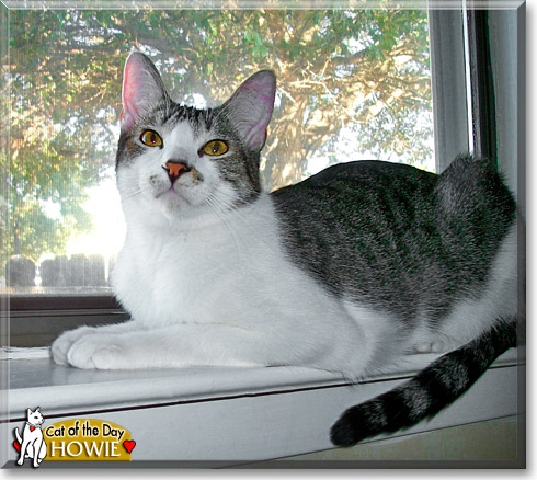 Howie, the Cat of the Day