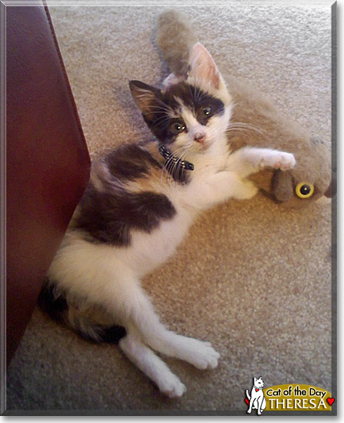 Theresa, the Cat of the Day
