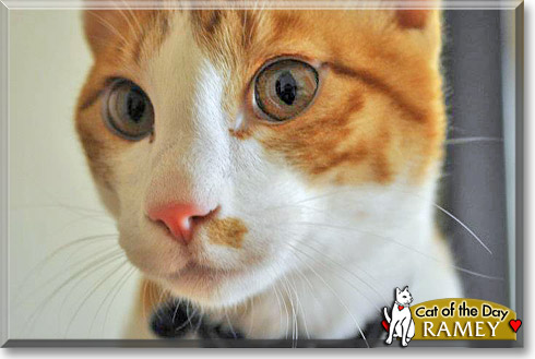 Ramey, the Cat of the Day