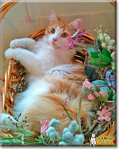 Garth, the Cat of the Day