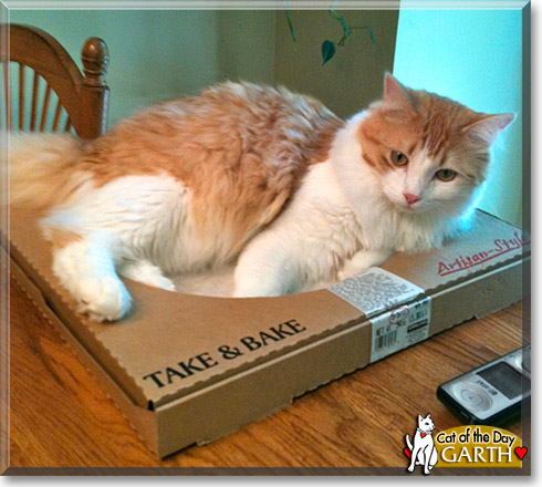 Garth, the Cat of the Day